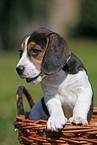 Beagle Puppy in basket