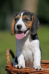 Beagle Puppy in basket