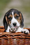 Beagle Puppy in basket