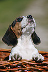 Beagle Puppy in basket