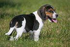 Beagle Puppy