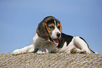 lying Beagle