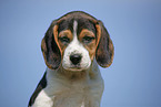 Beagle Portrait