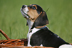 Beagle Puppy in basket
