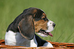 Beagle Portrait