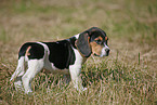 Beagle Puppy