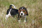 Beagle Puppy
