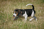 running Beagle Puppy