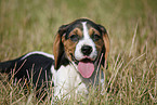 Beagle Puppy