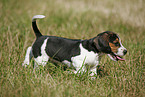 running Beagle Puppy