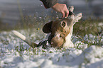 Beagle wallowing in snow