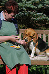 eating Beagle