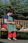 eating Beagle