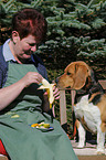 eating Beagle