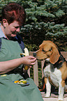 eating Beagle