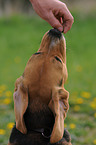 feeding beagle