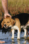 Beagle