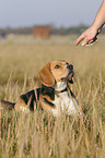 Beagle