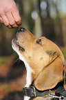 eating Beagle