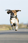 running Beagle