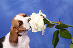 Beagle Puppy