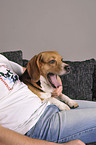 man and Beagle