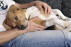 man and Beagle