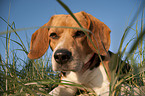 Beagle Portrait