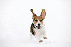 running Beagle