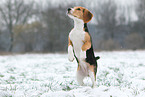 young Beagle