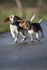 Beagle Puppies