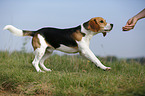 running young Beagle