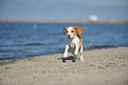 running Beagle