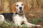 lying Beagle