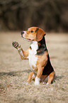 sitting Beagle