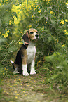 young Beagle