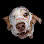 Beagle in costume