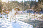Beagle in the snow