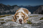 Beagle in the mountains