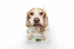Beagle on the scales