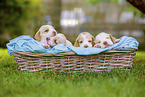 Beagle puppies