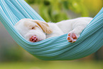 lying Beagle puppy