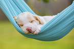 lying Beagle puppy