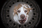 sitting Beagle