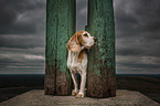 standing Beagle