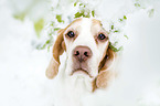 Beagle in the snow