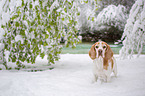 Beagle in the snow