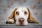 Beagle portrait