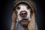 Beagle portrait