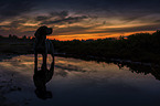Beagle at sunset